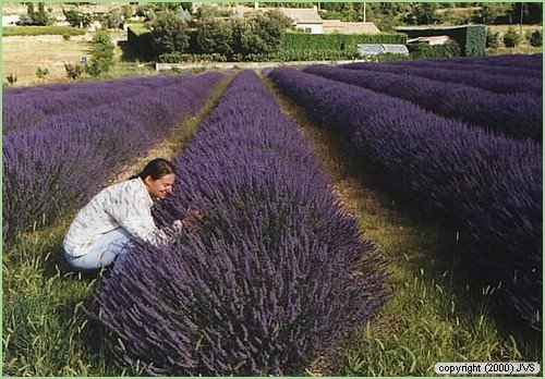 france48.jpg