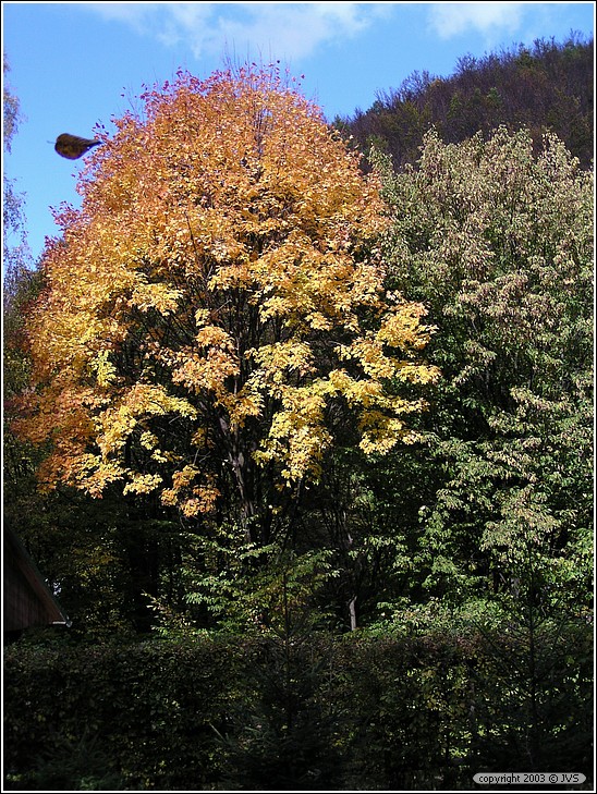 ruz_0103.jpg