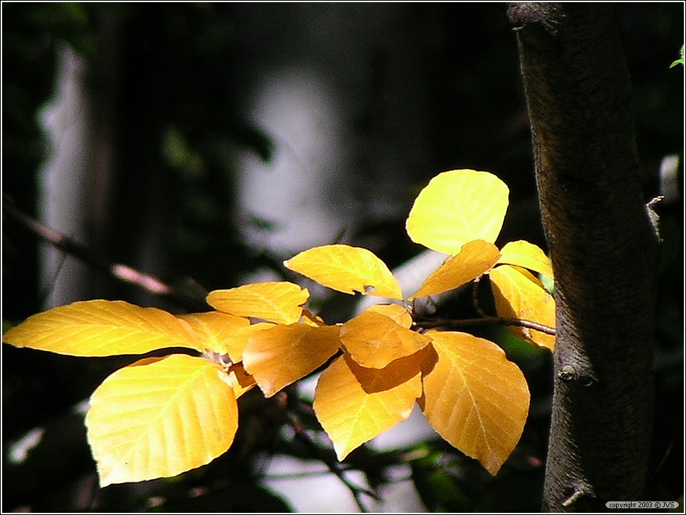 ruz_0105.jpg