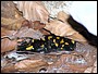 Vyru�en� salamandra